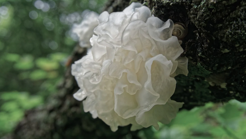 Tremella Mushroom vs. Hyaluronic Acid in Skincare