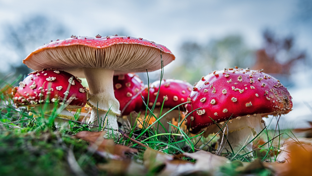 Exploring the World of Red Mushrooms