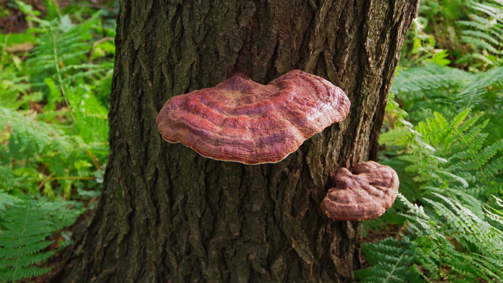 Reishi Mushroom Benefits for Fertility