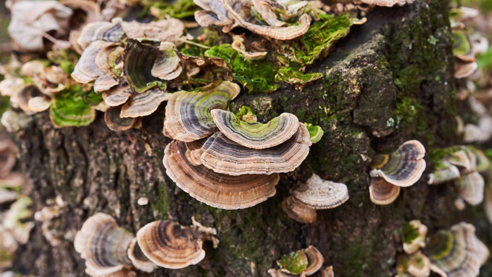 Exploring Native BC Medicinal Mushrooms