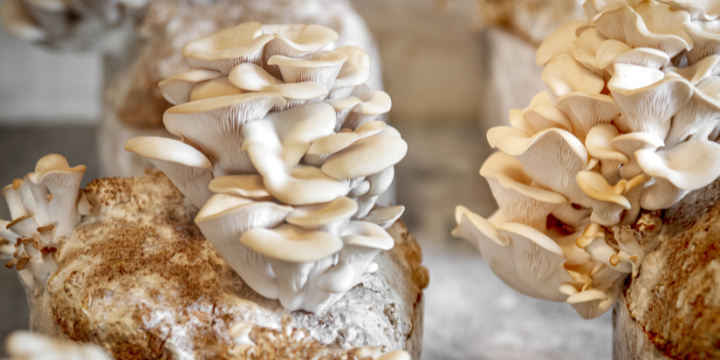 Fruiting Body Mushroom vs. Mycelium