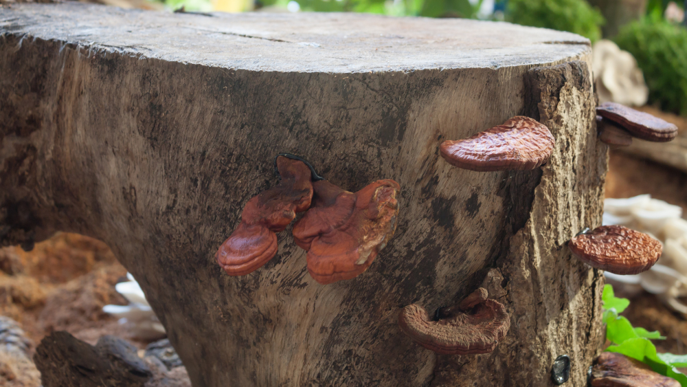 The Healing Powers of Canada’s Functional Mushrooms