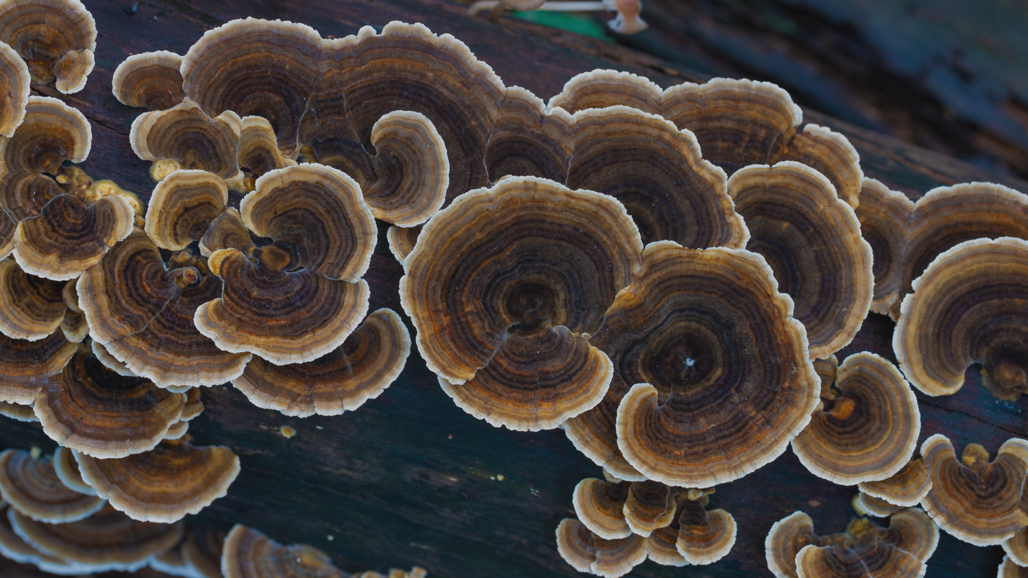 The Health Benefits of Turkey Tail Mushroom