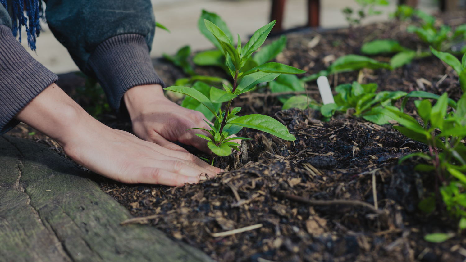 Connecting to Mother Nature for Mental Health