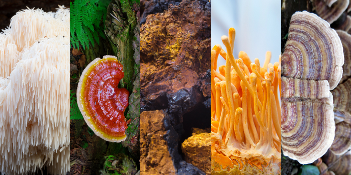 5 Adaptogenic Mushrooms And Their Amazing Health Benefits 9605