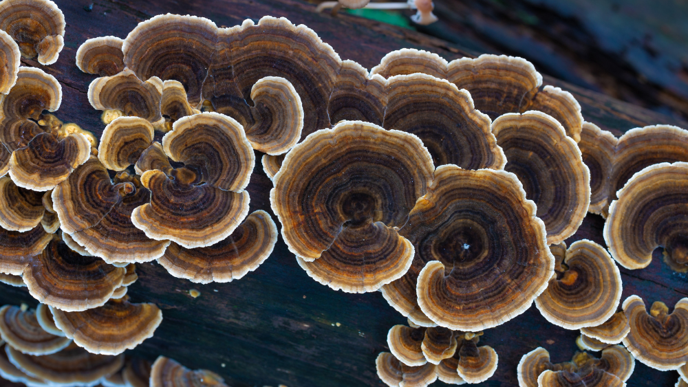 The Immune-Strengthening Power of Turkey Tail Mushrooms