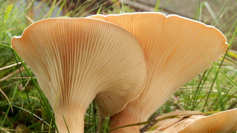 Anatomy of a Mushroom Life Cycle