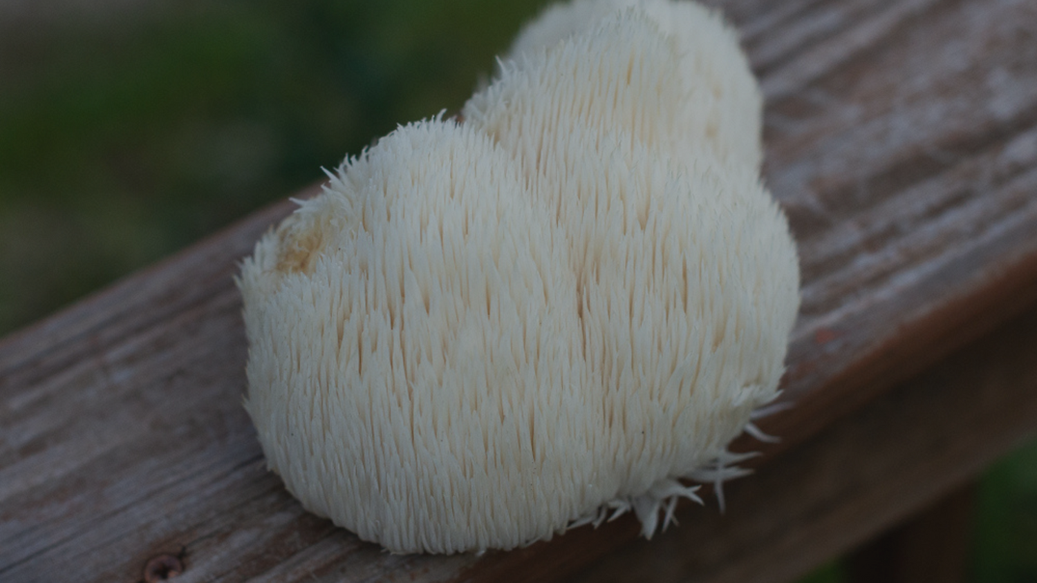 Lion's Mane (Hericium erinaceus) and Mental Health