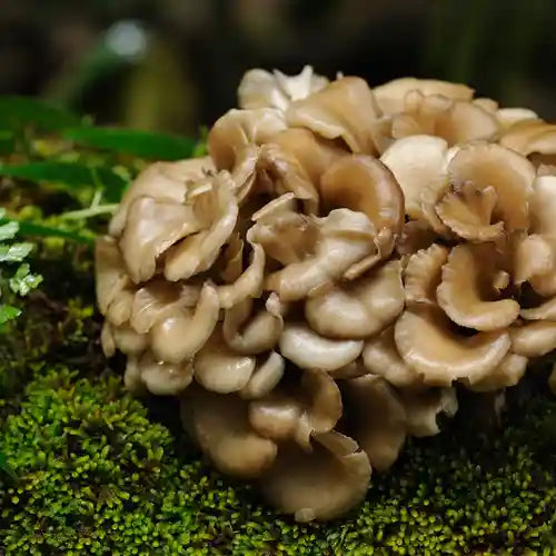 Maitake Mushrooms: Health Benefits and Potential Side Effects