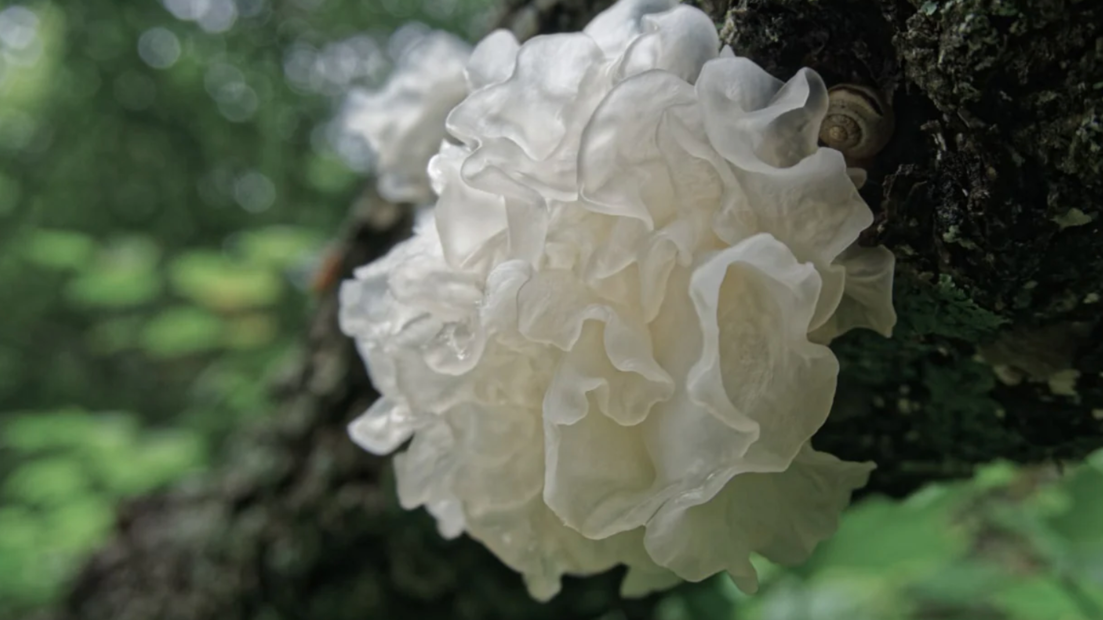 Tremella Mushroom_ A Natural Wonder for Radiant Skin and Optimal Well-being