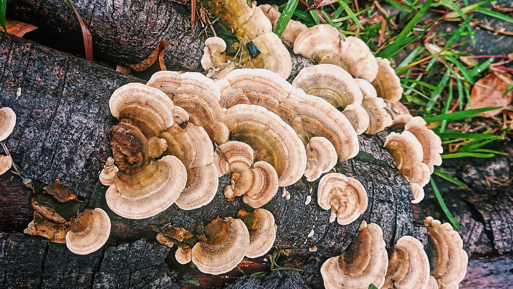 What Are Turkey Tail Mushrooms