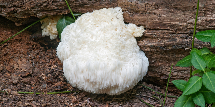 What are Lion's Mane Mushroom?