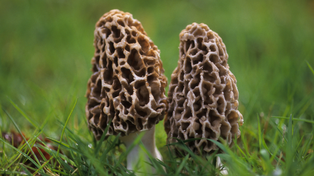 What are Morel Mushrooms