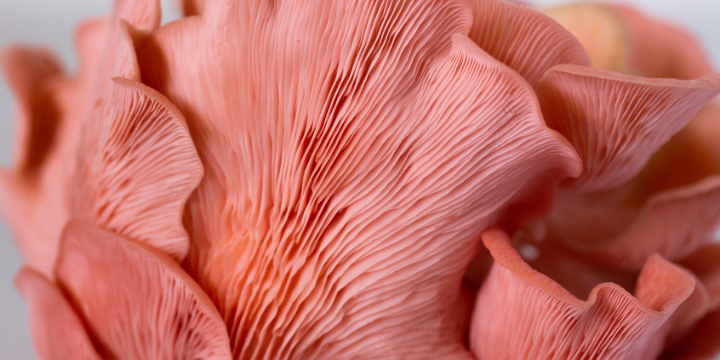 What Are Pink Oyster Mushrooms?