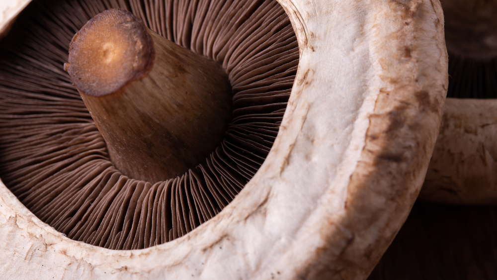 What are Portobello Mushrooms?