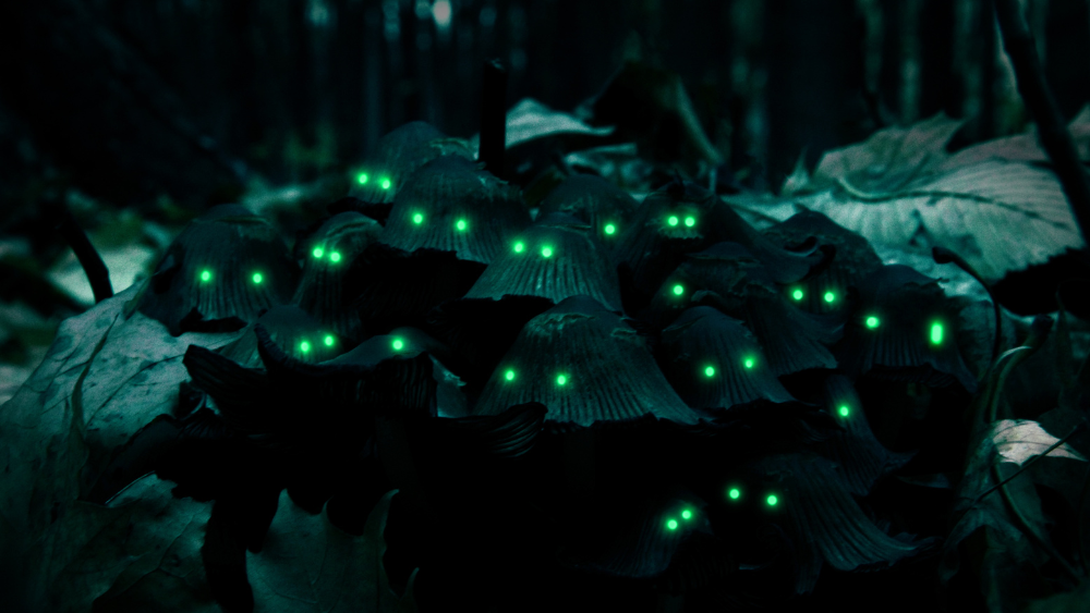 glow in the dark mushrooms