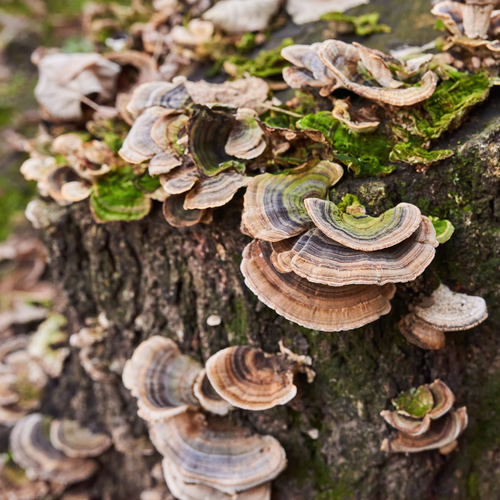 turkey tail mushroom supplements