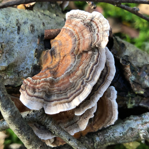 turkey tail mushroom supplements