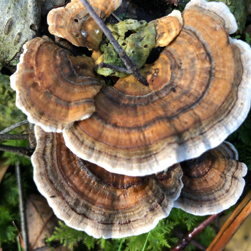 mushroom turkey tail