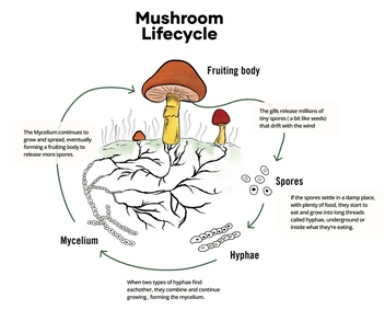 Mushroom Health Benefits | Our Products | Eversio Wellness