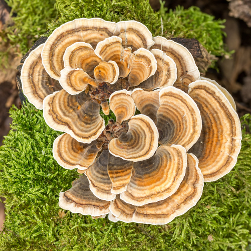 mushroom turkey tail