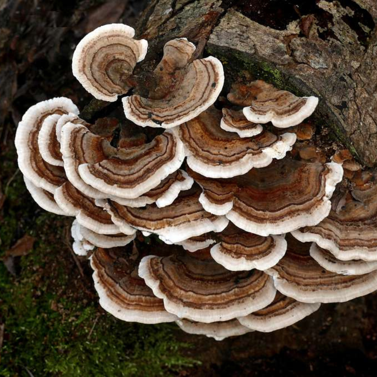 turkey tail mushrooms in forest